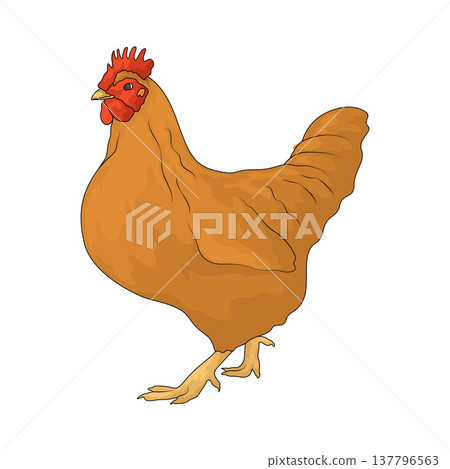 Illustration of Hen Illustration of Hen 137796563
