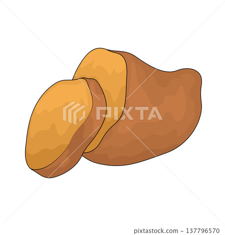 Illustration of Sweet Potato Illustration of Sweet Potato 137796570