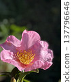 A single pink camellia against a softly blurred background. 137796646
