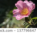 A close-up of a pink camellia flower bathed in light. 137796647