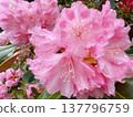 Pink rhododendron flowers with raindrops 137796759