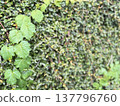 A natural plant background with spreading green vines. 137796760
