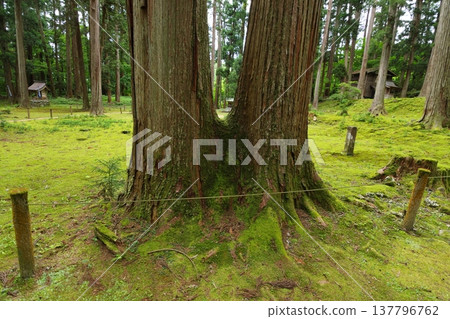 Moss-covered bifurcated cedar 137796762
