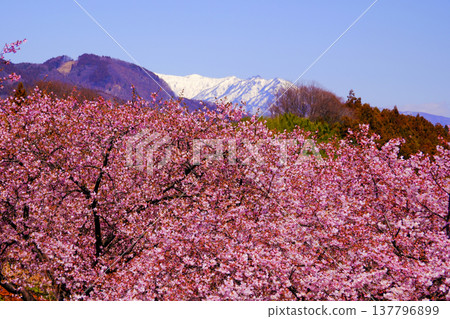 Snow-covered mountains and Kawazu cherry blossoms Snow-covered mountains and Kawazu cherry blossoms 137796899