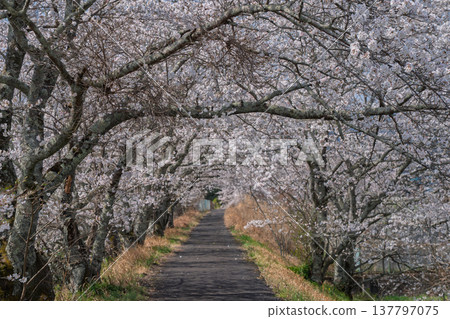 Photographing cherry blossoms and tea fields in Wazuka-cho, Soraku-gun, Kyoto Prefecture, in the full bloom of spring. 137797075