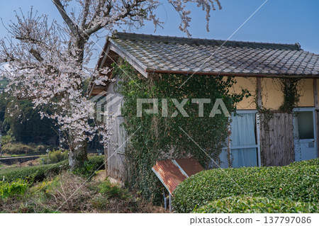 在春暖花開之際，拍攝京都府蒼樂郡和塚町的櫻花和茶園。 137797086