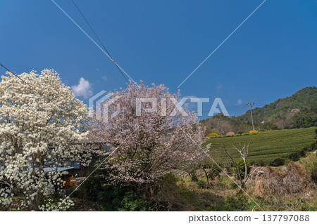 Photographing cherry blossoms and tea fields in Wazuka-cho, Soraku-gun, Kyoto Prefecture, in the full bloom of spring. Photographing cherry blossoms and tea fields in Wazuka-cho, Soraku-gun, Kyoto Prefecture, in the full bloom of spring. 137797088