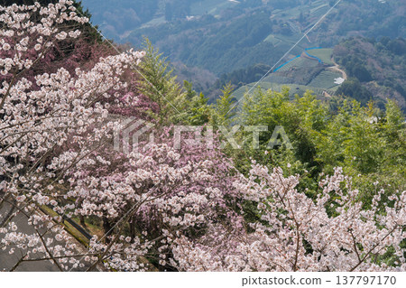 Photographing cherry blossoms and tea fields in Wazuka-cho, Soraku-gun, Kyoto Prefecture, in the full bloom of spring. 137797170