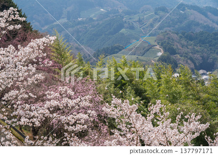 在春暖花開之際，拍攝京都府蒼樂郡和塚町的櫻花和茶園。 137797171