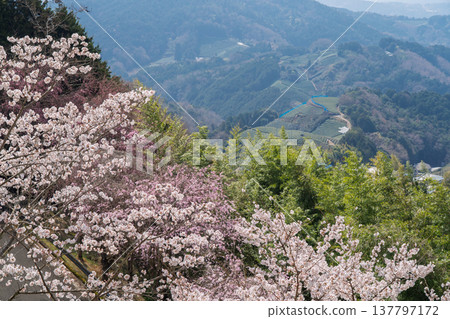 Photographing cherry blossoms and tea fields in Wazuka-cho, Soraku-gun, Kyoto Prefecture, in the full bloom of spring. 137797172
