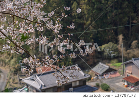 Photographing cherry blossoms and tea fields in Wazuka-cho, Soraku-gun, Kyoto Prefecture, in the full bloom of spring. 137797178