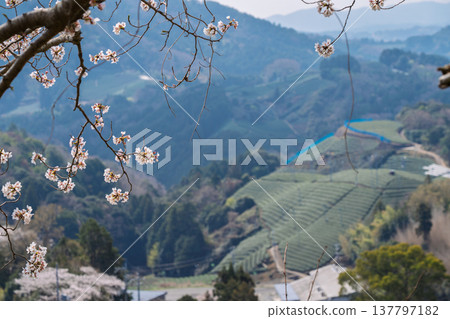 Photographing cherry blossoms and tea fields in Wazuka-cho, Soraku-gun, Kyoto Prefecture, in the full bloom of spring. Photographing cherry blossoms and tea fields in Wazuka-cho, Soraku-gun, Kyoto Prefecture, in the full bloom of spring. 137797182