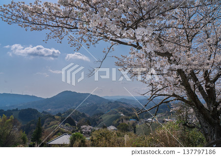 在春暖花開之際，拍攝京都府蒼樂郡和塚町的櫻花和茶園。 137797186