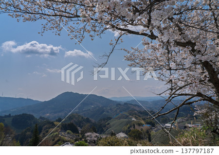 在春暖花開之際，拍攝京都府蒼樂郡和塚町的櫻花和茶園。 137797187