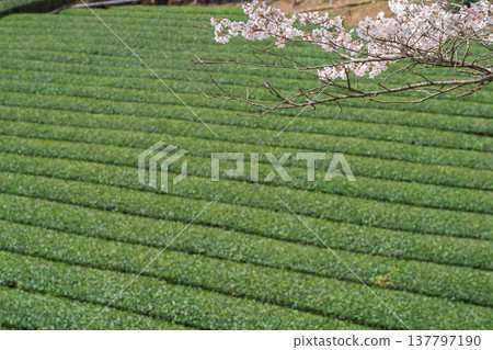 Photographing cherry blossoms and tea fields in Wazuka-cho, Soraku-gun, Kyoto Prefecture, in the full bloom of spring. 137797190