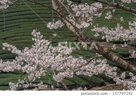 Photographing cherry blossoms and tea fields in Wazuka-cho, Soraku-gun, Kyoto Prefecture, in the full bloom of spring. Photographing cherry blossoms and tea fields in Wazuka-cho, Soraku-gun, Kyoto Prefecture, in the full bloom of spring. 137797192
