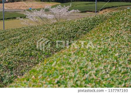 在春暖花開之際,拍攝京都府蒼樂郡和塚町的櫻花和茶園。 在春暖花開之際,拍攝京都府蒼樂郡和塚町的櫻花和茶園。 137797193