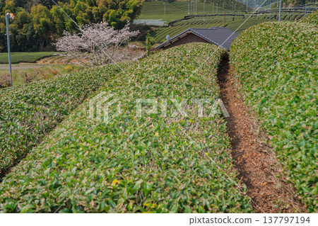 在春暖花開之際，拍攝京都府蒼樂郡和塚町的櫻花和茶園。 137797194