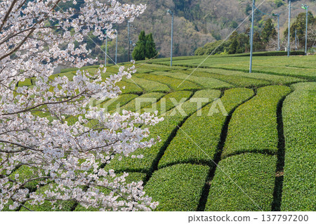 在春暖花開之際，拍攝京都府蒼樂郡和塚町的櫻花和茶園。 137797200