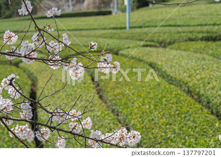 在春暖花開之際,拍攝京都府蒼樂郡和塚町的櫻花和茶園。 在春暖花開之際,拍攝京都府蒼樂郡和塚町的櫻花和茶園。 137797201