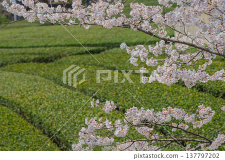 在春暖花開之際,拍攝京都府蒼樂郡和塚町的櫻花和茶園。 在春暖花開之際,拍攝京都府蒼樂郡和塚町的櫻花和茶園。 137797202