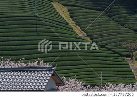 在春暖花開之際，拍攝京都府蒼樂郡和塚町的櫻花和茶園。 137797206