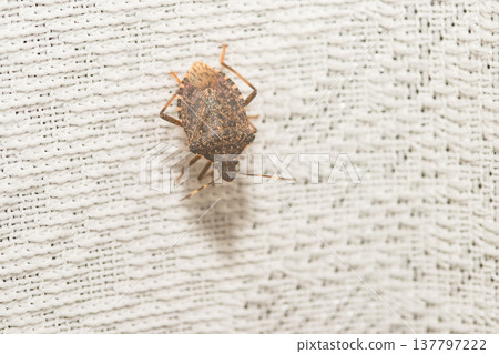 Stink bugs on the curtains 137797222