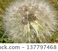 Macro photography of fluffy dandelion fluff. 137797468