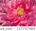 Close-up of a fully bloomed pink peony flower. 137797469