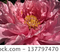 A macro photograph of a vibrant pink peony flower. 137797470
