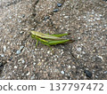 Close-up of a green grasshopper on the ground 137797472