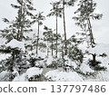 Snow-covered cedar trees and winter scenery 137797486