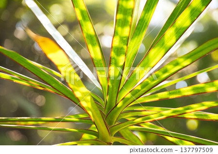 Houseplants with interesting patterns created by light and shadow Houseplants with interesting patterns created by light and shadow 137797509