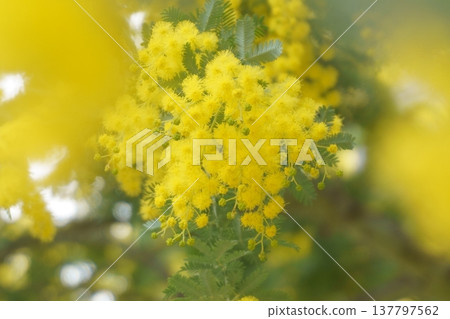 含羞草，一種春天盛開的黃色花朵 137797562