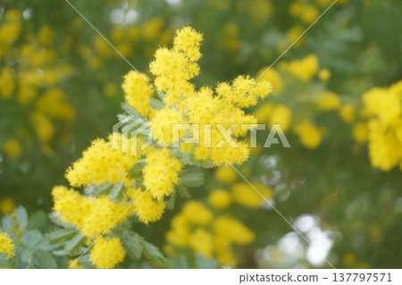 Mimosa, also known as the winter sun 137797571