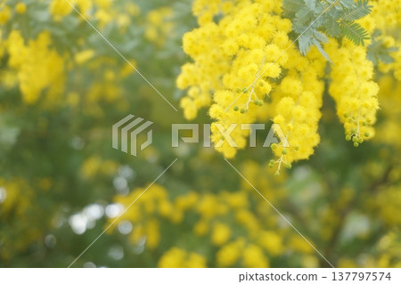 含羞草：春天簇生的黃色花朵 137797574