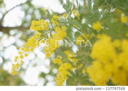 金合歡:春天盛開的一簇黃色花朵。 金合歡:春天盛開的一簇黃色花朵。 137797589