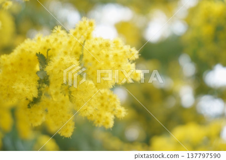 金合歡,春天的黃色花朵 金合歡,春天的黃色花朵 137797590