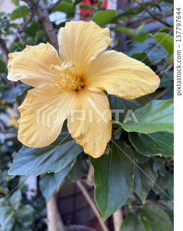 Hibiscus Hibiscus 137797644