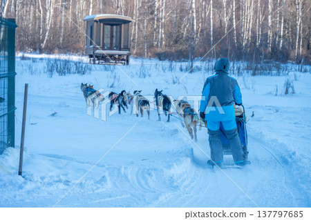 Rear view of a musher while control dog sledding in Listvyanka a small town in Irkutsk Oblast on the shores of Lake Baikal. It is a fantastic way to experience the beauty of nature. Rear view of a musher while control dog sledding in Listvyanka a small town in Irkutsk Oblast on the shores of Lake Baikal. It is a fantastic way to experience the beauty of nature. 137797685