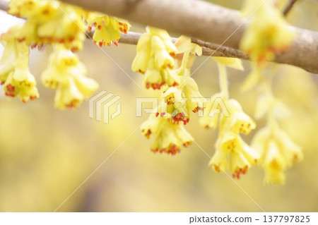 黃色下垂的花：穗狀金線蓮（Corylopsis spicata） 137797825
