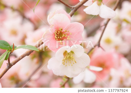 春天盛開的花朵：粉紅色和白色的木瓜花 137797924