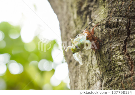 剛破殼而出的綠色蟬。 137798154