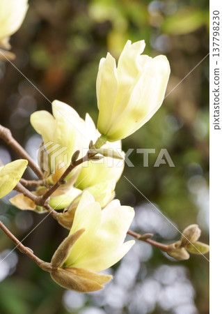 White magnolia, a flower that blooms in spring and resembles the kobushi magnolia. 137798230