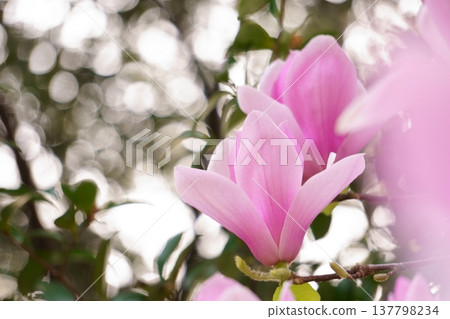The reddish-purple flowers that bloom in spring: Magnolia flowers 137798234