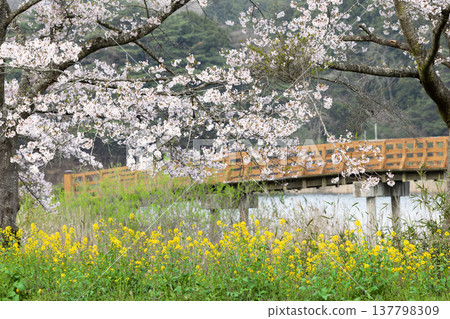 宮城平筒沼友誼公園的橋樑、盛開的櫻花樹和油菜花。 宮城平筒沼友誼公園的橋樑、盛開的櫻花樹和油菜花。 137798309
