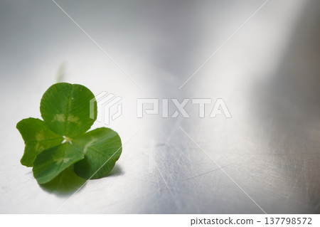 A close-up of a four-leaf clover placed on a metal table. 137798572