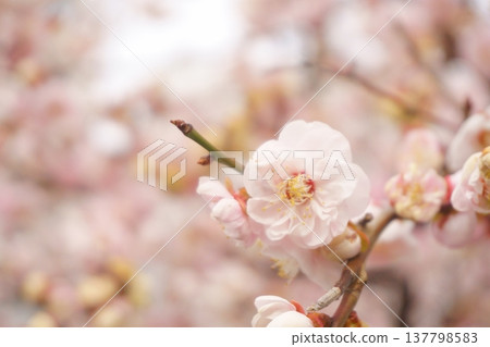 The pale pink plum blossoms herald the arrival of spring. The pale pink plum blossoms herald the arrival of spring. 137798583