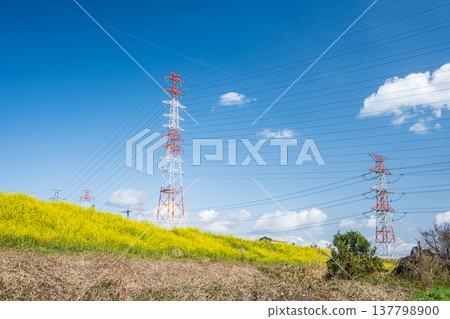 Rape blossoms blooming on the Yodogawa River embankment and a transmission tower standing along the riverbank - Takatsuki City, Osaka Prefecture Rape blossoms blooming on the Yodogawa River embankment and a transmission tower standing along the riverbank - Takatsuki City, Osaka Prefecture 137798900