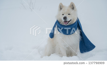 A Samoyed dog wearing a knitted scarf takes a walk in winter. 137798909